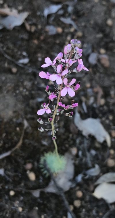 Stylidium tenue, photographed by Ann Bentley
