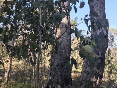 Eucalyptus rudis, photographed by Ann Bentley