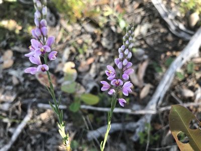 Comesperma virgatum, photographed by Ann Bentley