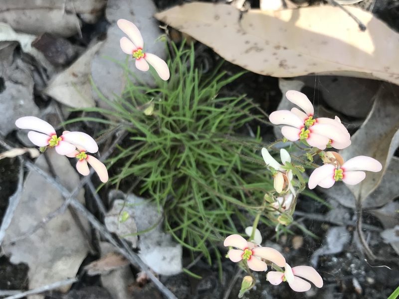 Stylidium uniflorum, photographed by Ann Bentley