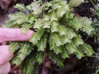 Schistochila balfouriana, photographed by Bruce Calvert