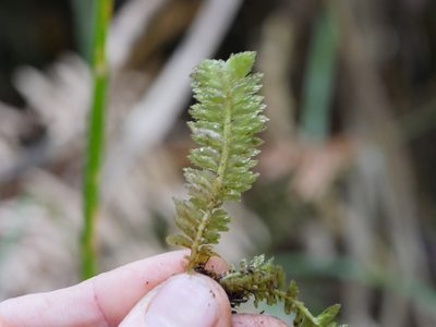 Schistochila balfouriana, photographed by Bruce Calvert