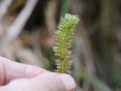 Schistochila balfouriana, photographed by Bruce Calvert