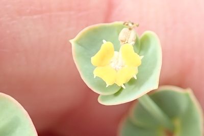 Euphorbia striata, photographed by Peter Warren