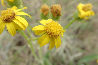 Senecio coronatus, photographed by Peter Warren