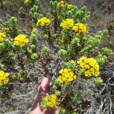 Oedera genistifolia, photographed by Di Turner