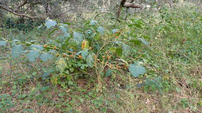 Solanum jamaicense, photographed by Valerie Anderson