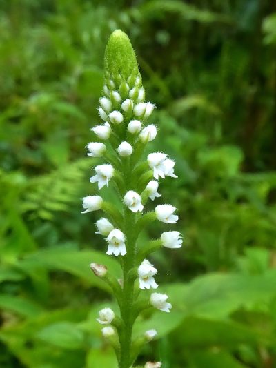 Ponthieva fertilis, photographed by Thibaud Aronson