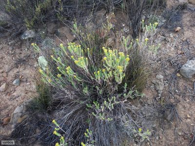 Helichrysum hamulosum, photographed by Chris Vynbos