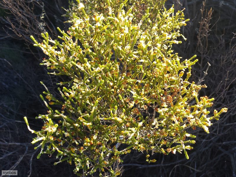 Passerina truncata, photographed by Chris Vynbos