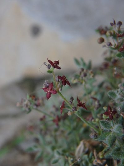 Galium canum, photographed by Daniel Cahen