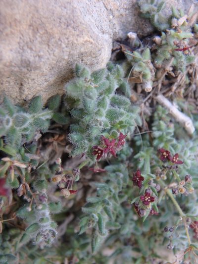 Galium canum, photographed by Daniel Cahen