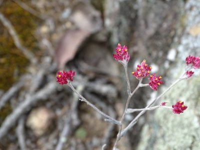 Pseudognaphalium roseum, photographed by Alberto Wong