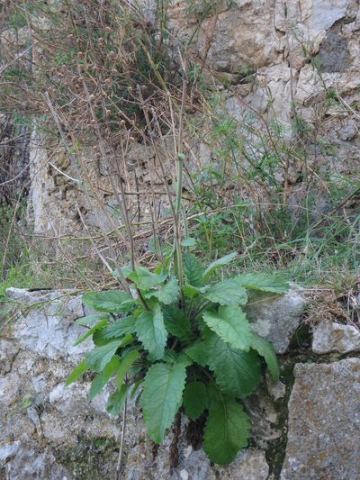 Verbascum levanticum, photographed by Daniel Cahen
