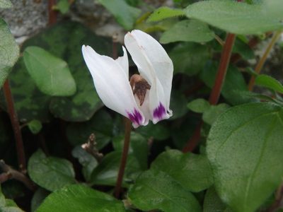 Cyclamen cyprium, photographed by Daniel Cahen