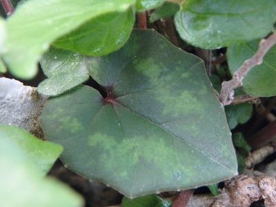 Cyclamen cyprium, photographed by Daniel Cahen