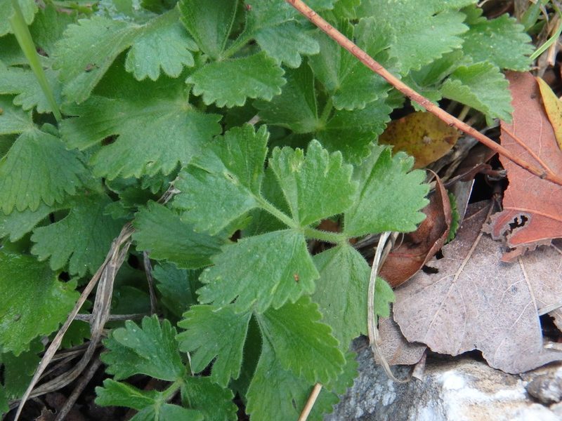 Pimpinella cypria, photographed by Daniel Cahen
