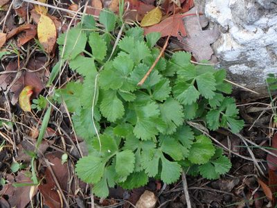 Pimpinella cypria, photographed by Daniel Cahen