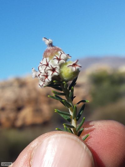 Phylica odorata, photographed by Chris Vynbos