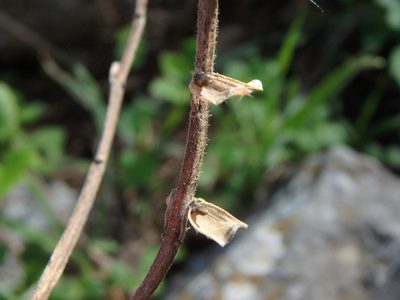 Scutellaria sibthorpii, photographed by Daniel Cahen