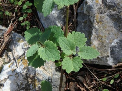 Scutellaria sibthorpii, photographed by Daniel Cahen