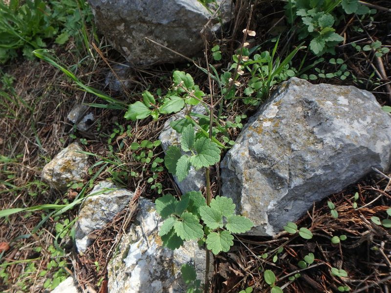 Scutellaria sibthorpii, photographed by Daniel Cahen