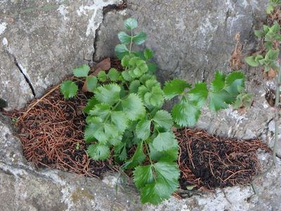 Pimpinella cypria, photographed by Daniel Cahen