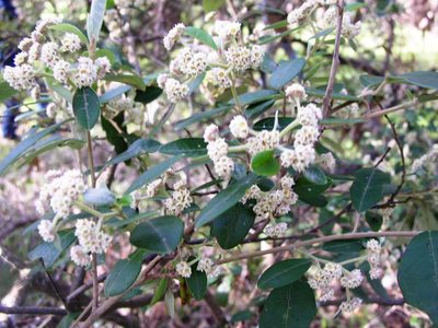 Spyridium globulosum, photographed by Tony Rebelo