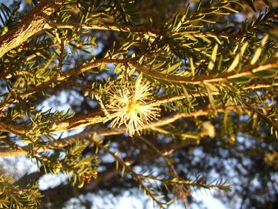 Melaleuca cuticularis, photographed by Tony Rebelo