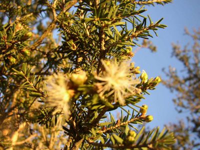 Melaleuca cuticularis, photographed by Tony Rebelo