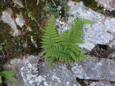 Dryopteris pallida, photographed by Daniel Cahen