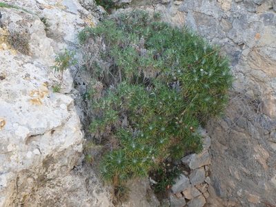 Ptilostemon chamaepeuce, photographed by Daniel Cahen
