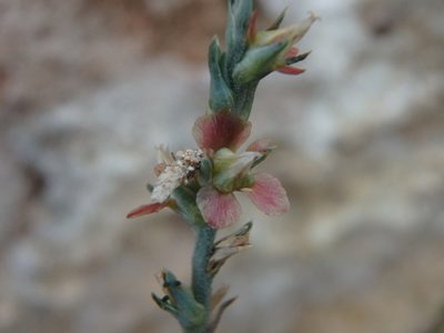 Noaea mucronata, photographed by Daniel Cahen
