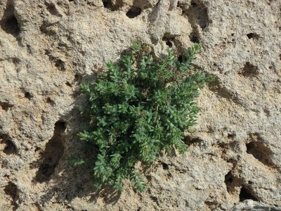 Galium canum, photographed by Daniel Cahen