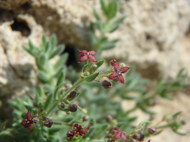Galium canum, photographed by Daniel Cahen