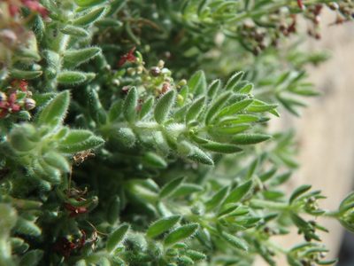Galium canum, photographed by Daniel Cahen