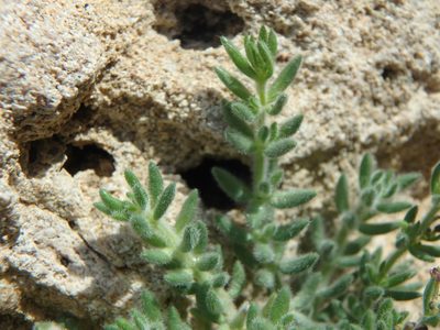 Galium canum, photographed by Daniel Cahen