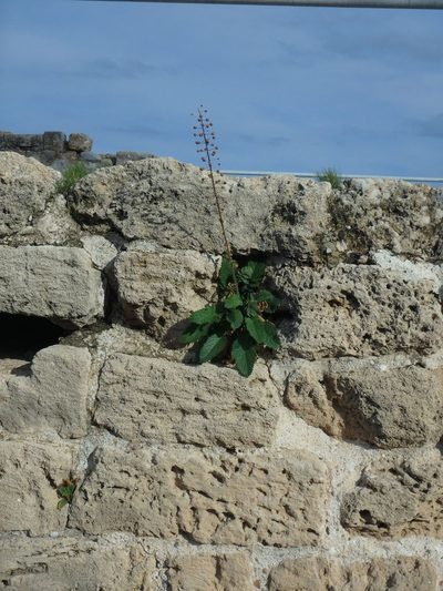 Verbascum levanticum, photographed by Daniel Cahen