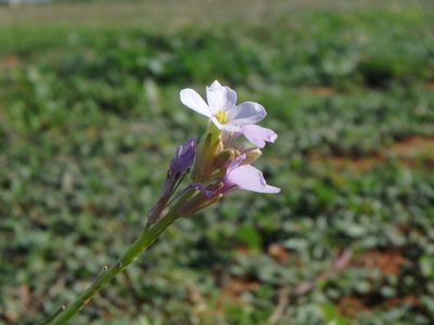 Erucaria hispanica, photographed by Daniel Cahen
