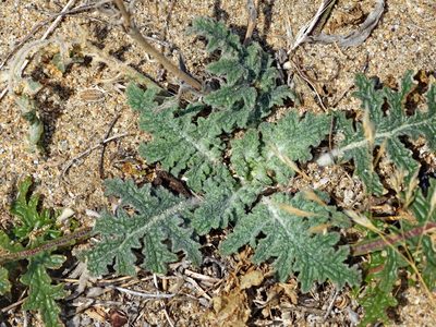 Verbascum pinnatifidum, photographed by Kostas Zontanos
