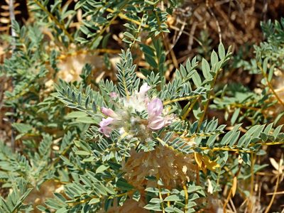 Astragalus thracicus, photographed by Kostas Zontanos