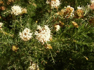 Grevillea crithmifolia, photographed by Tony Rebelo