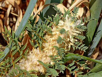 Astragalus thracicus, photographed by Kostas Zontanos