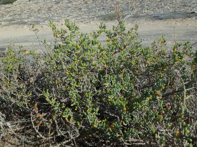 Zygophyllum album, photographed by Daniel Cahen