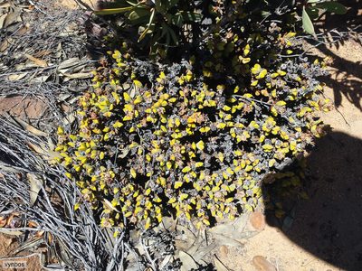 Braunsia apiculata, photographed by Chris Vynbos