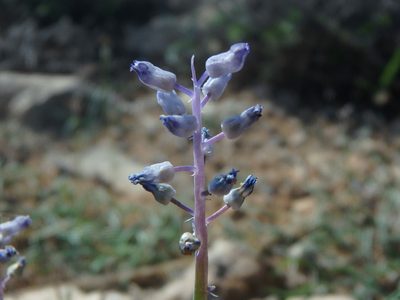 Muscari parviflorum, photographed by Daniel Cahen