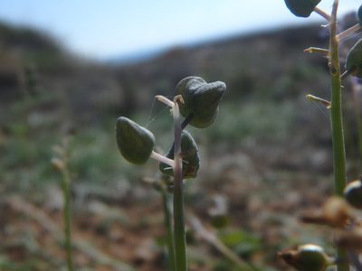 Muscari parviflorum, photographed by Daniel Cahen