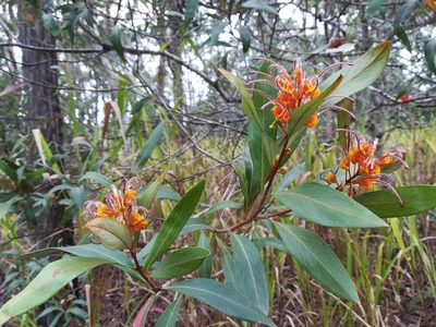 Grevillea glossadenia, photographed by Julien Renoult