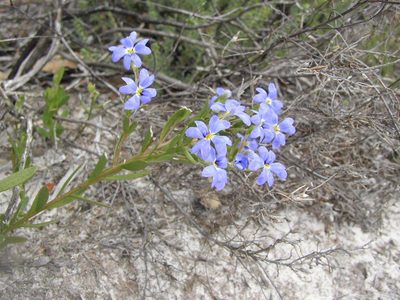 Dampiera linearis, photographed by Tony Rebelo