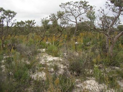 Banksia laricina, photographed by Tony Rebelo